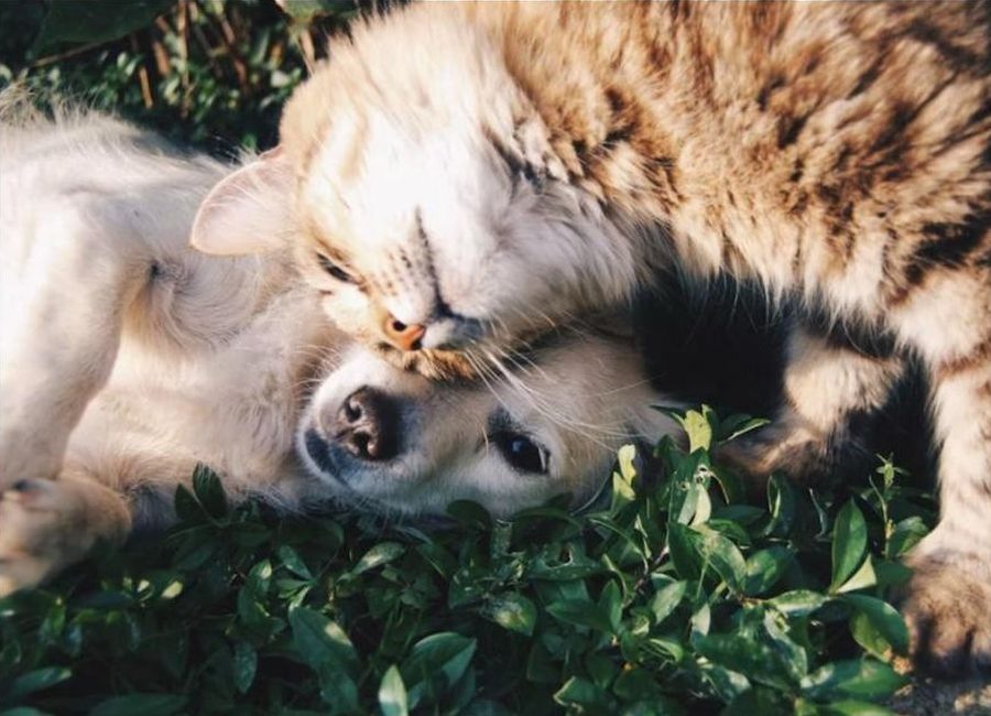 Birbirine sarılmış köpek ve kedi
